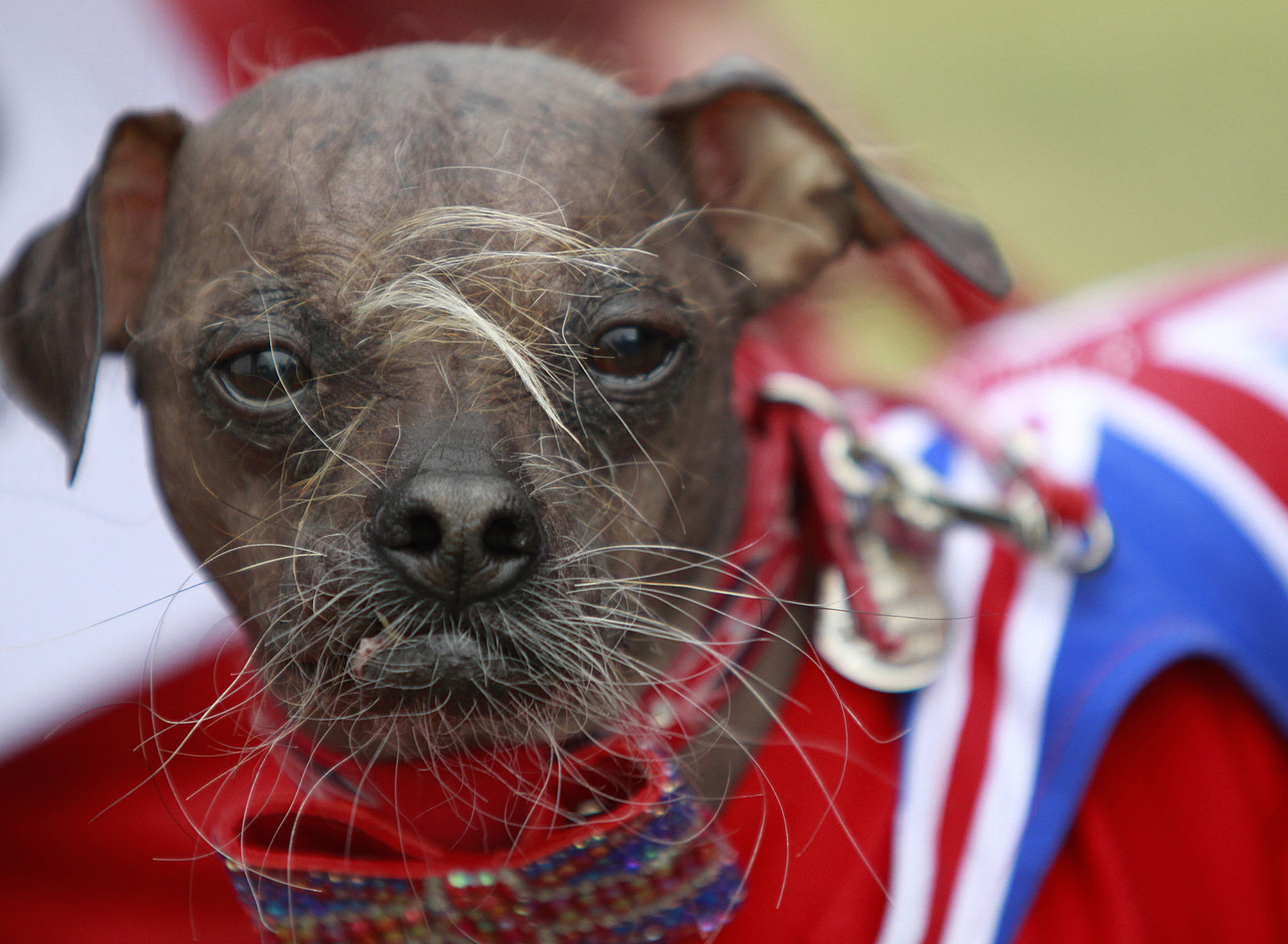 2012 world's ugliest dog
