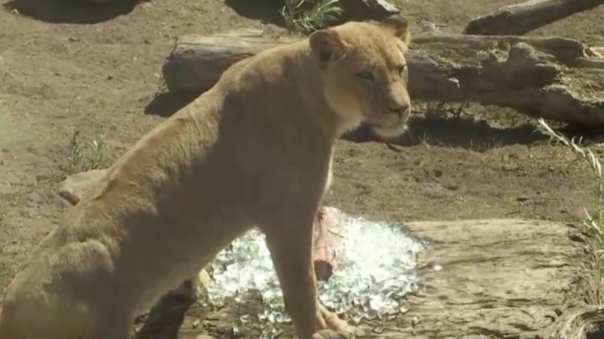 Animals brave the heatwave with lots of ice at California zoo