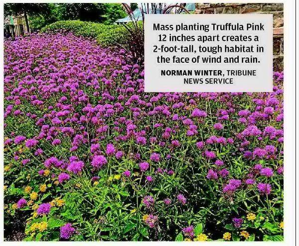 Perfect Scores for Truffula Pink