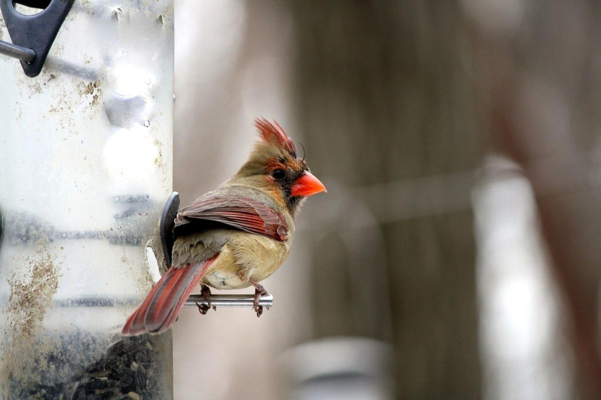 cardinal