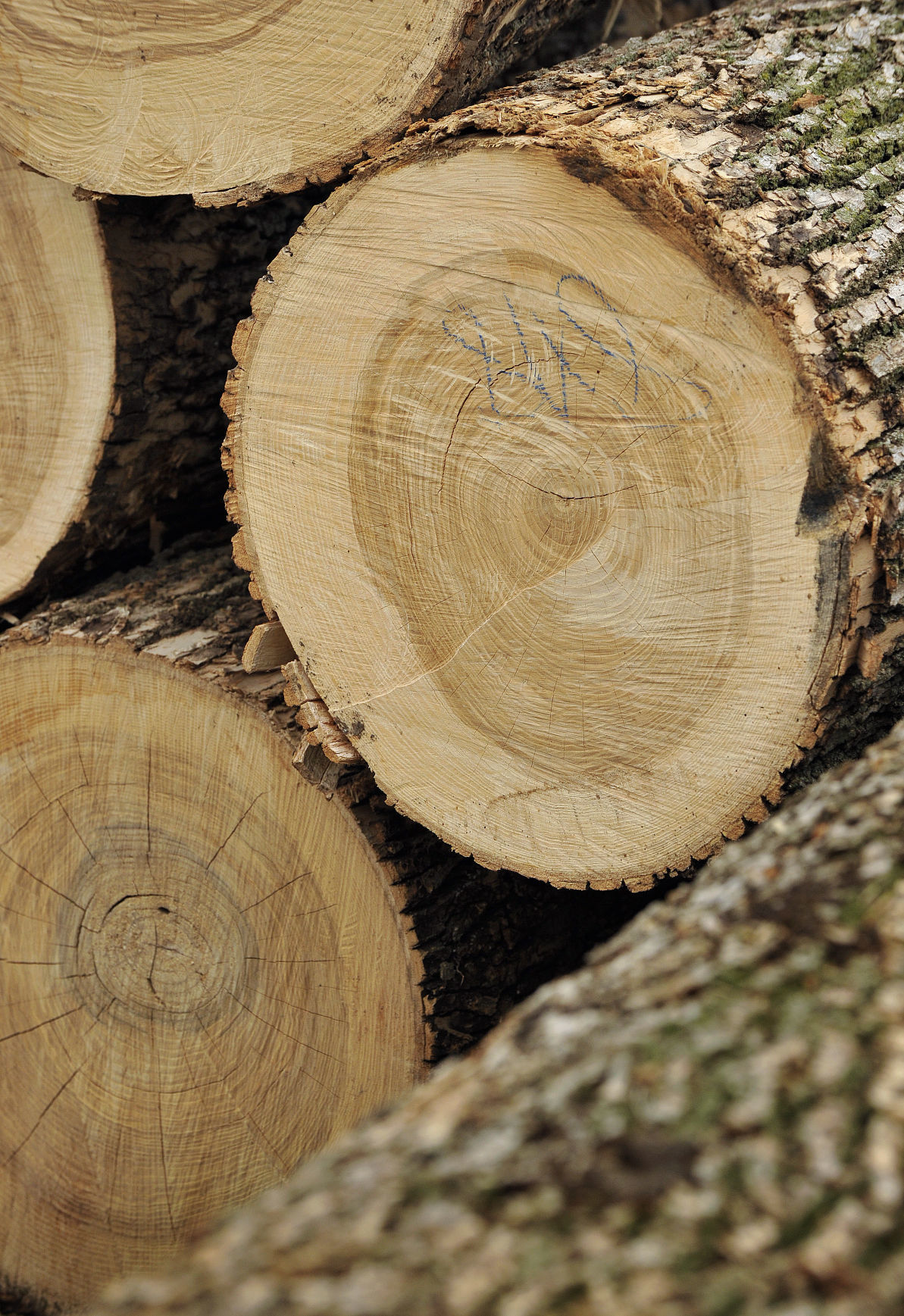 Where will all the ash trees go? Local Government