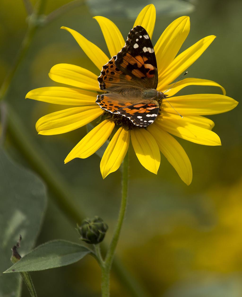 Lincoln Insider Why So Many Butterflies This Year In The