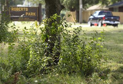 Long Gr In Parks Still Drawing Complaints Local Long Gr In Parks Still Drawing Complaints Local