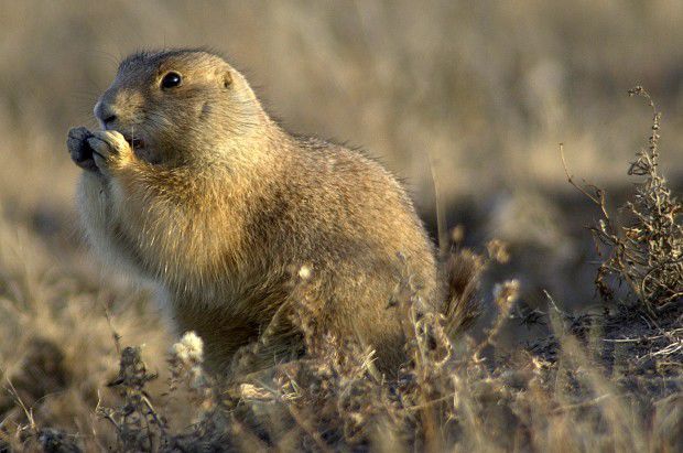 Prairie Dogs Research Paper