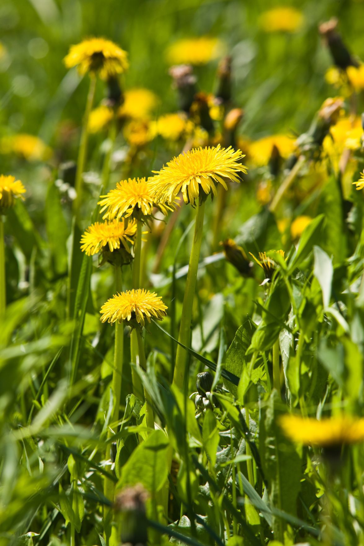 Sarah Browning How to control dandelions during spring Home and