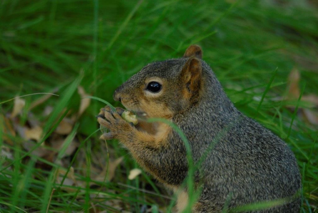 Flying squirrel? I've never seen one in central Maine before. : r