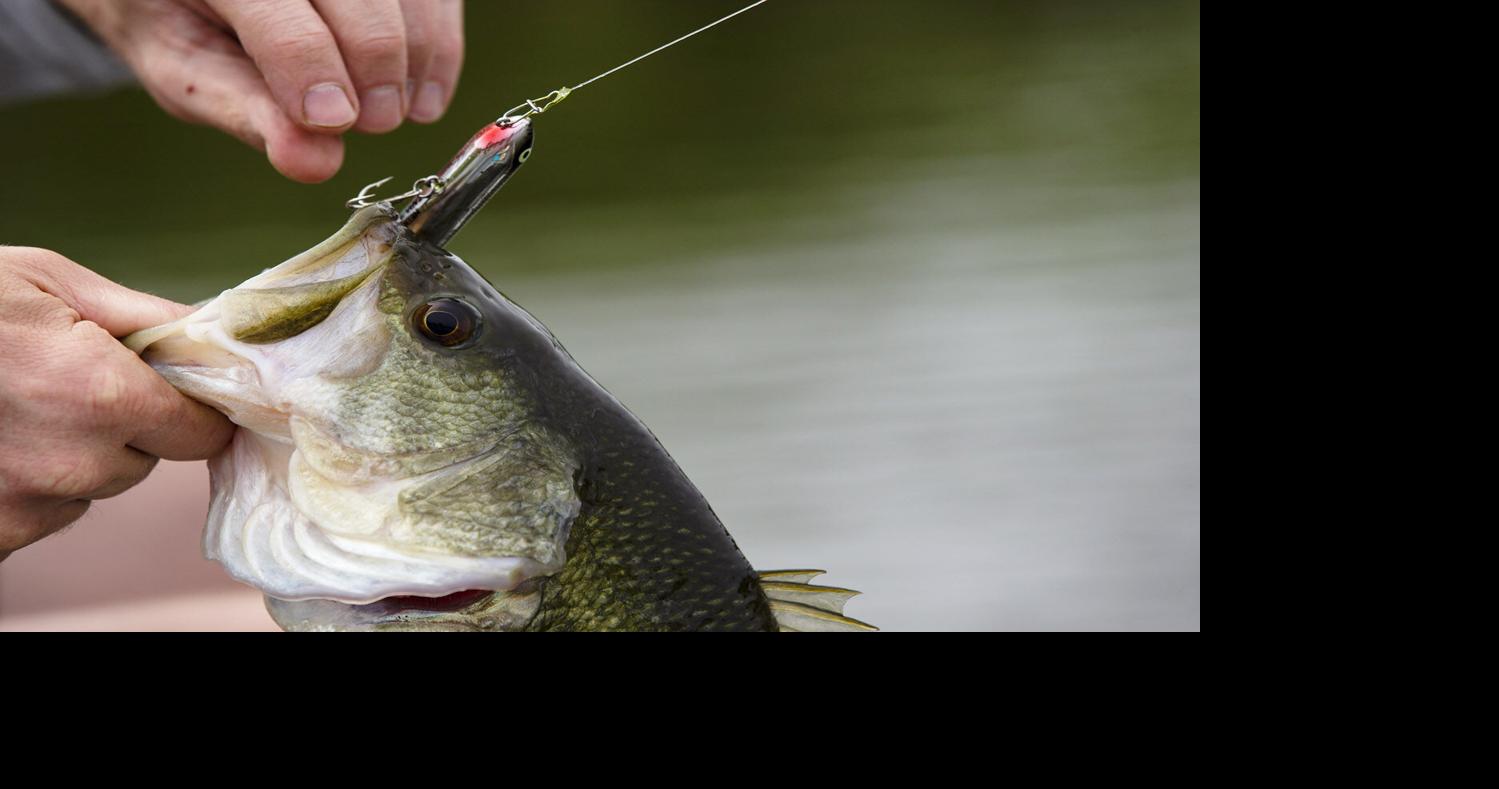 Getting on top of bass with topwater lures