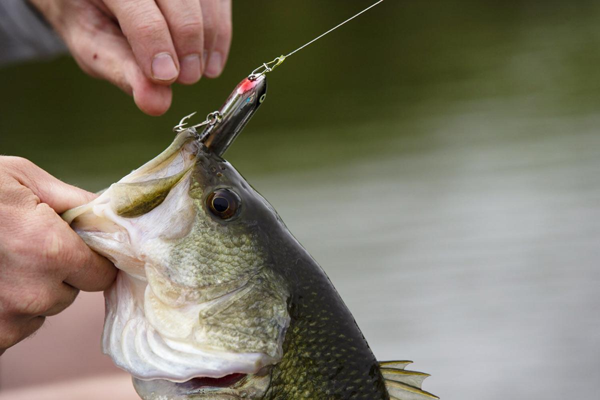 Getting on top of bass with topwater lures