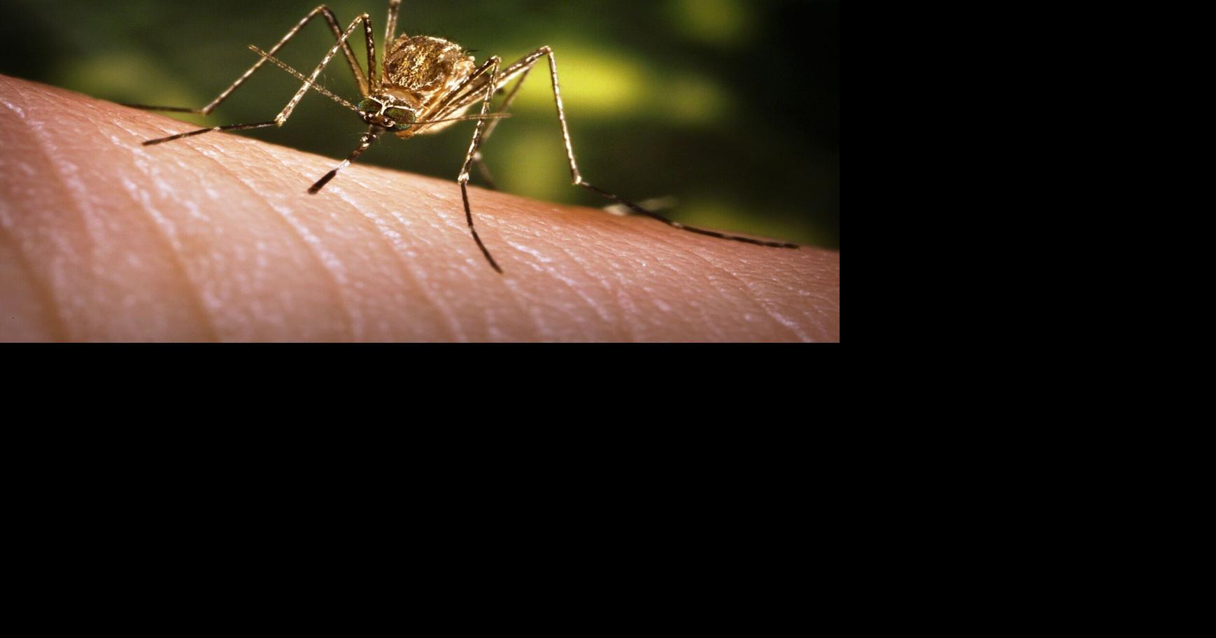 Rare mosquito-borne virus detected in Lincoln