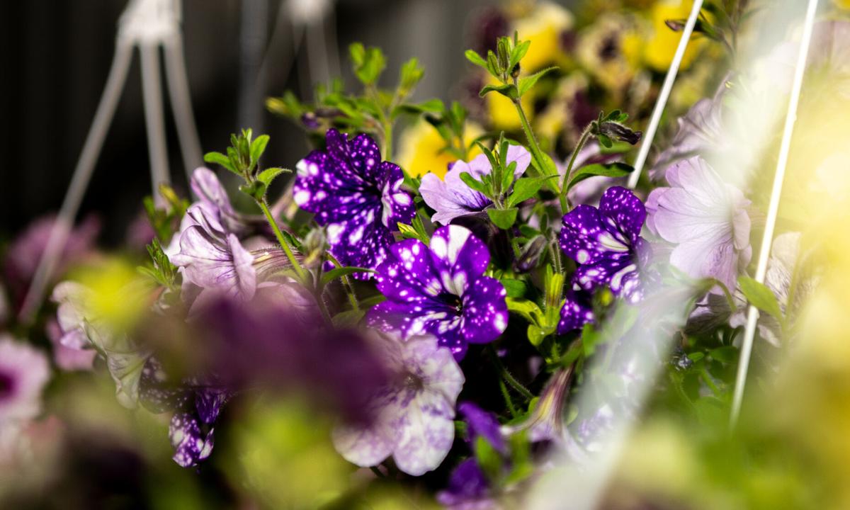 Plant sale setup, 4.27