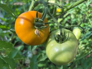 In the Garden: How to help your plants survive this latest Nebraska heatwave