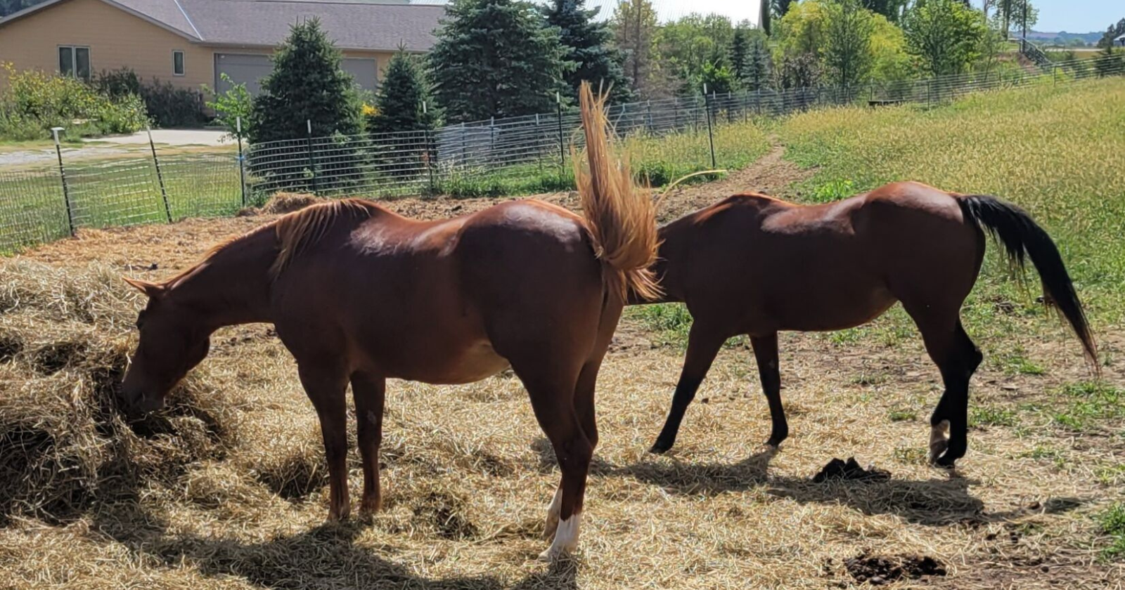 Nebraska rescuers worry about horses being on auction block - Vimarsana News