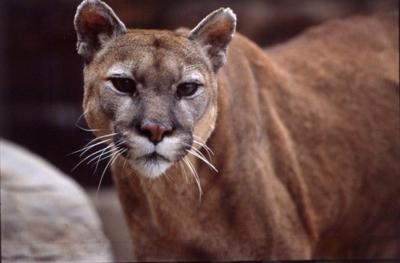 Mountain lion