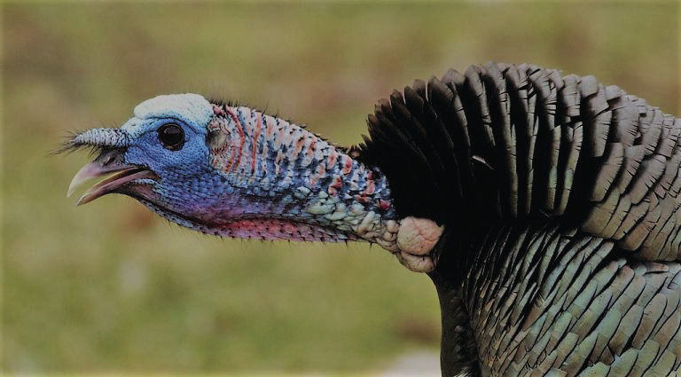 For turkey hunters, it's all about the gobble