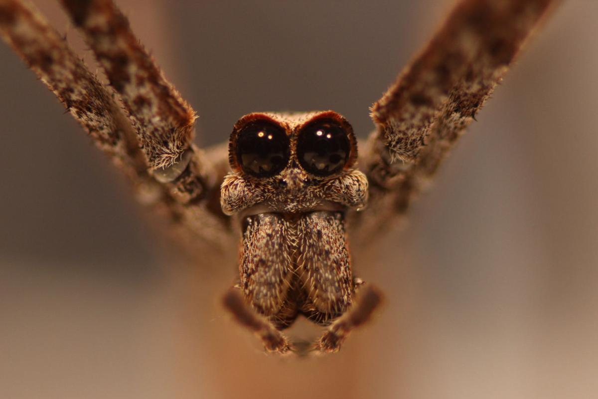 What big eyes you have; Spider's big peepers help it catch prey