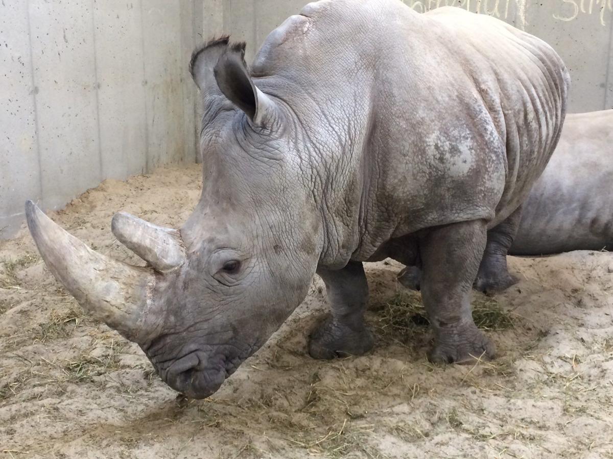Omaha zoo rhino