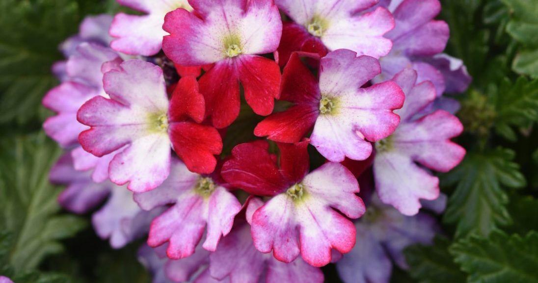 Sarah Browning: Blossoms and big winners | Home & Garden Sarah Browning: Blossoms and big winners | Home & Garden