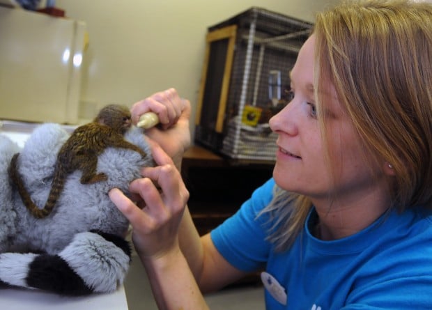 pygmy marmoset stuffed animal