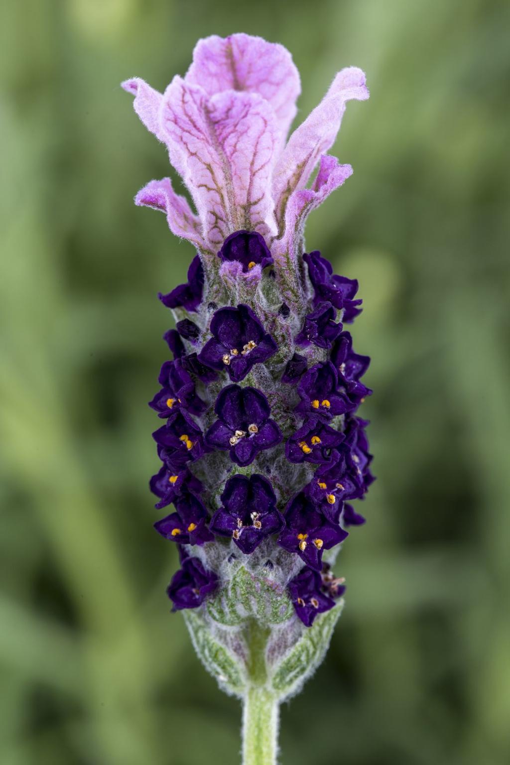 Sarah Browning Lavender Colorful Fragrant And Useful