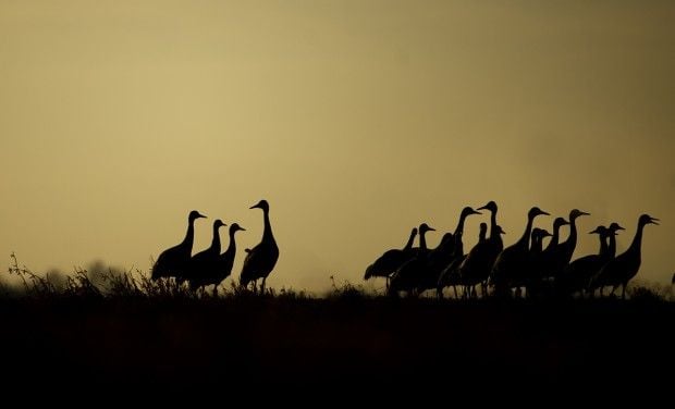 Cranes in January