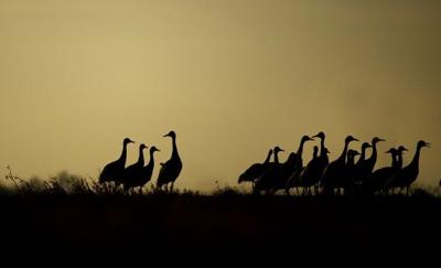 Cranes in January