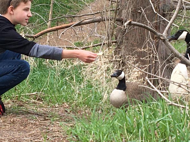 Dead goose