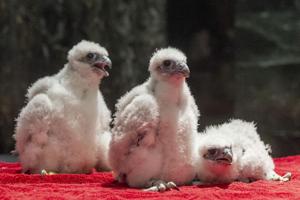 'Lofty names:' Nebraska Capitol peregrine falcon chicks named