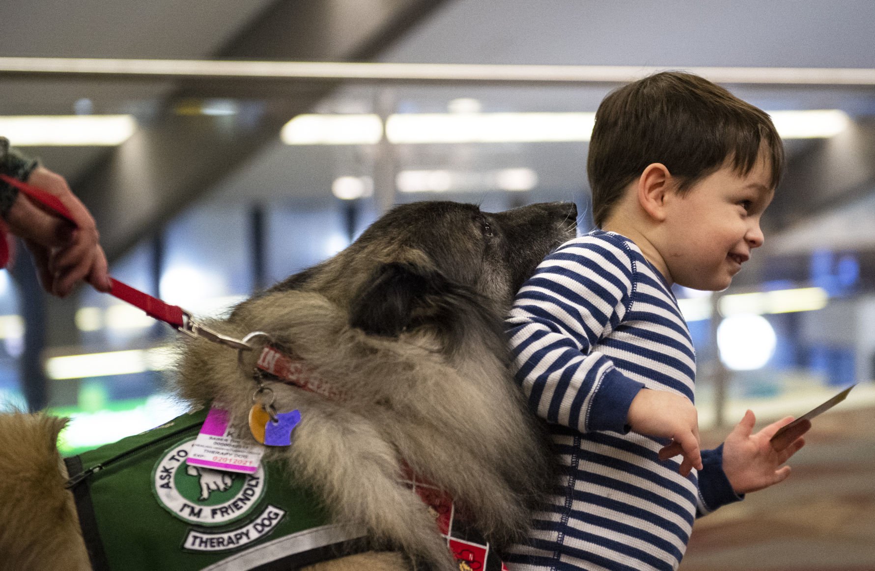 therapy dog flight