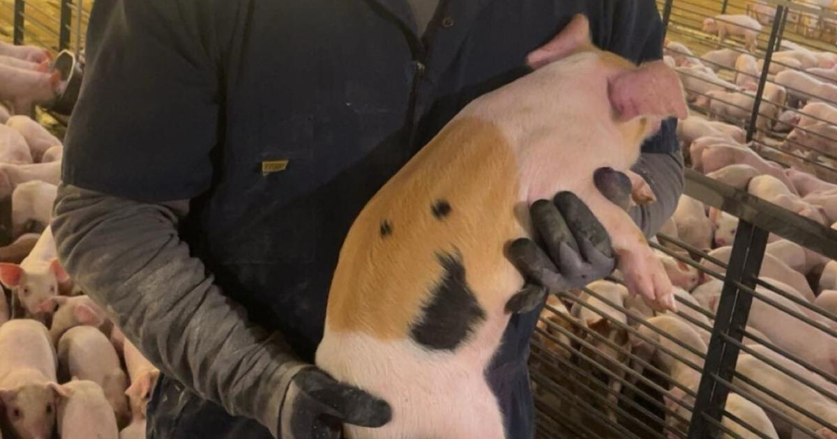 For Nebraska pig farmers, sustainability is more than just a buzzword
