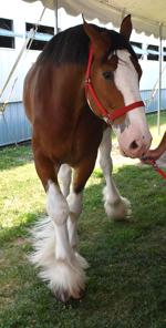 A1 Main Budweiser Clydesdales arriving at the Mississippi Valley Fairgrounds