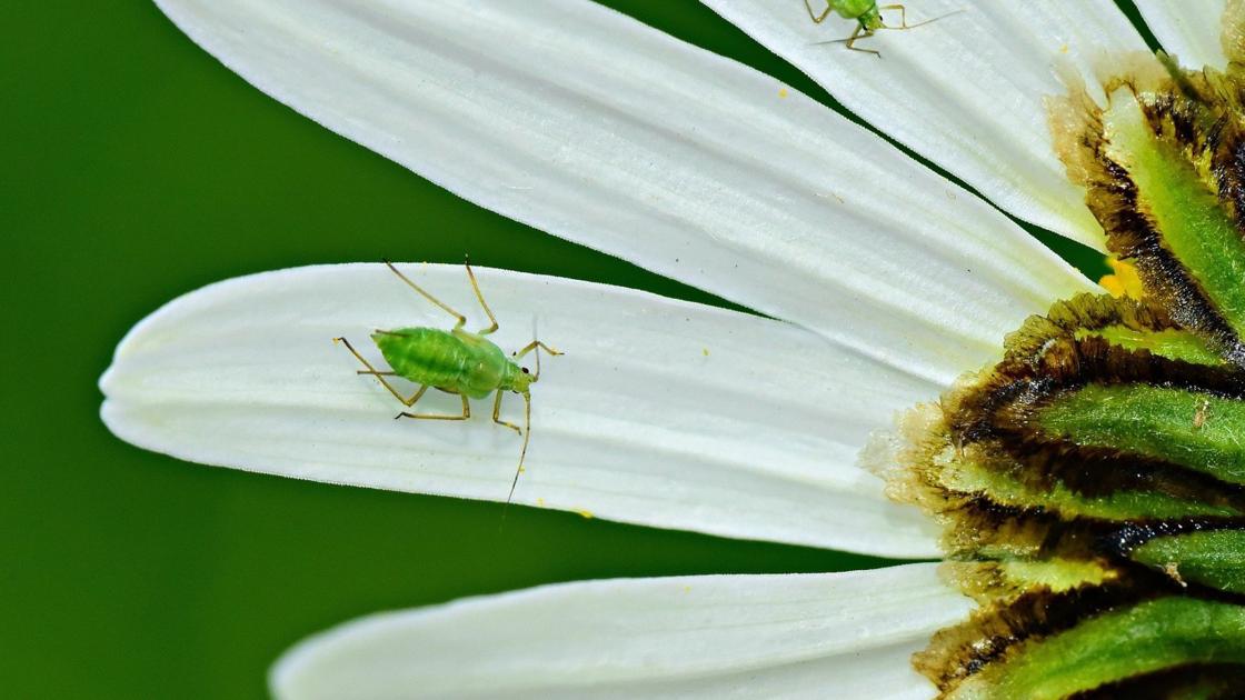 Sarah Browning: Beating back an aphid invasion | Home & Garden