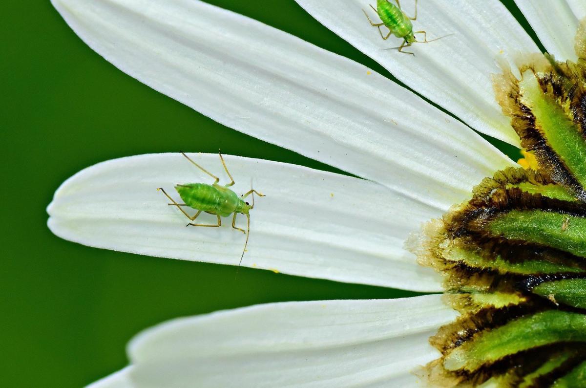 aphid1