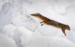 Top Journal Star photos for February