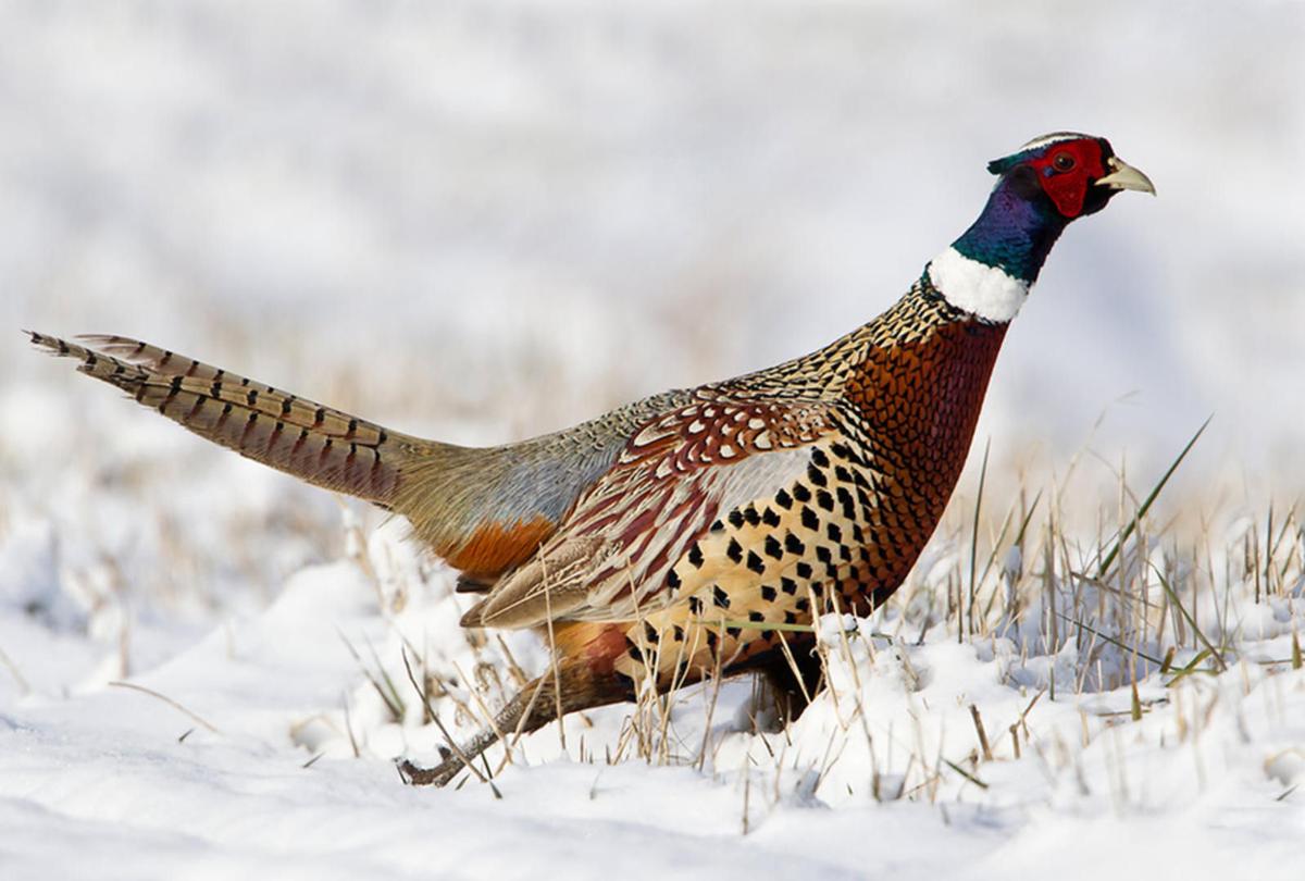Nebraska Pheasant Season 2025