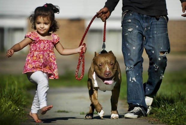 cool casual look pit bull terrier dog wearing a baseball cap or