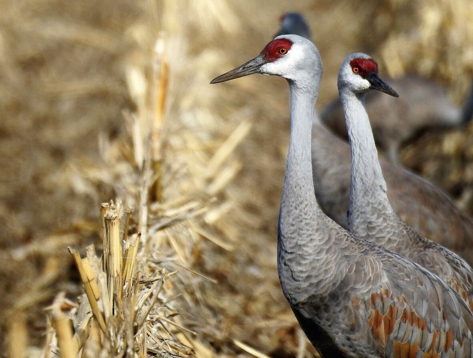 The cranes are returning to central Nebraska. Will the tourists