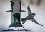 Top Journal Star photos for February