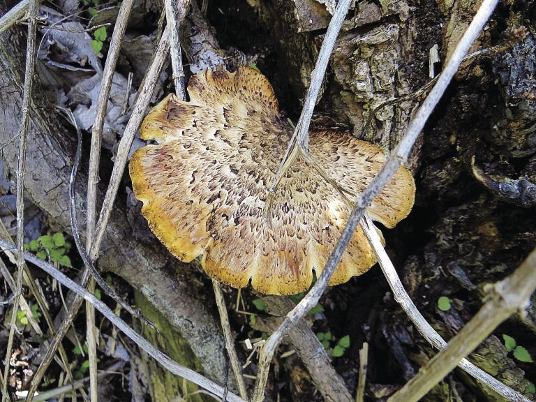 Look For More Than Just Morels When Mushroom Hunting More Sports