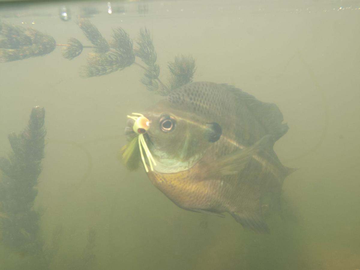 Bluegills provide hot summer fishing action