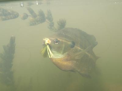 Bluegill