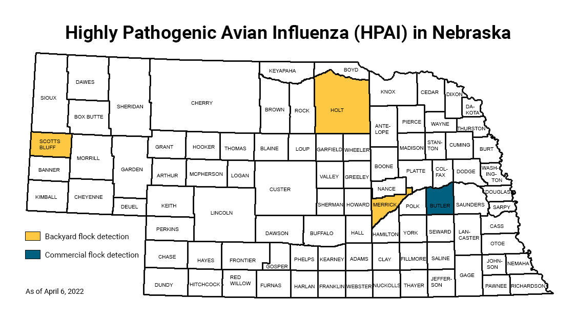 bird flu map