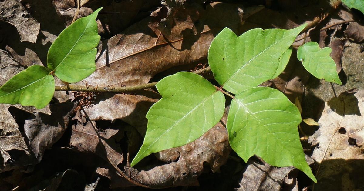 NEBRASKA HORTICULTURE Rachel Anderson: How to identify poison ivy and avoid an itchy rash RACHEL ANDERSON Column Jun 27, 2026