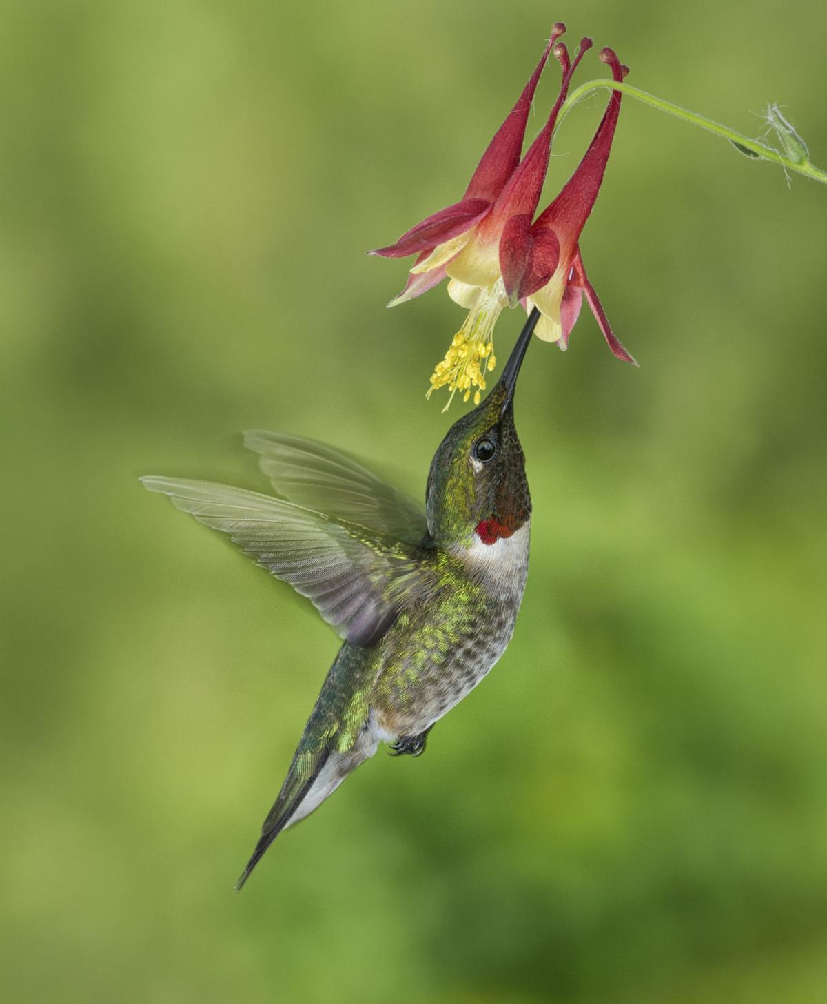 Milkweed by the masses Nebraska eyes new habitat goal for monarchs