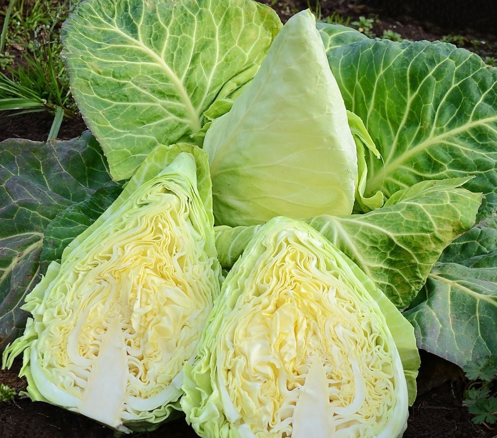Vegetable Cabbage Golden Acre Appx 600 seeds.