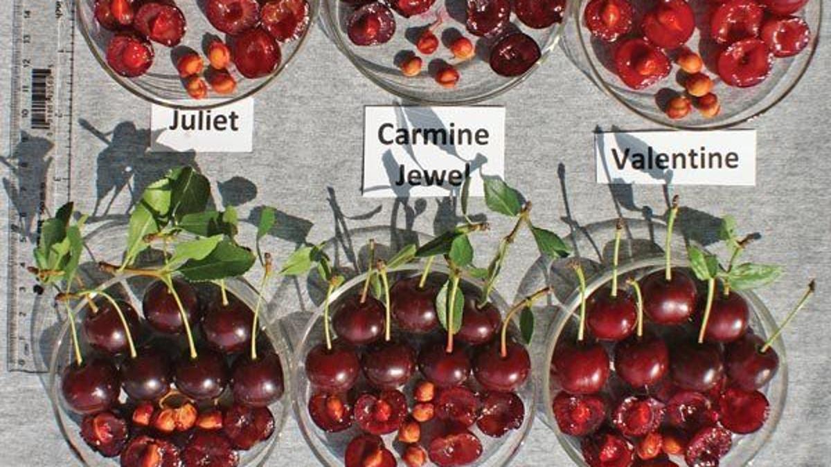 Consider Bush Cherries In Your Garden A Great Fruit And Easy Harvest Home Garden Journalstar Com Consider Bush Cherries In Your Garden A Great Fruit And Easy Harvest Home Garden Journalstar Com