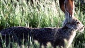 46+ The Jackrabbit Factor: Why You Can Pictures