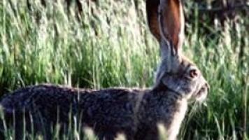 46+ The Jackrabbit Factor: Why You Can Pictures
