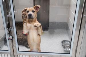 Omaha-area rescue groups feeling the burden as NHS sends away pets surrendered by owners