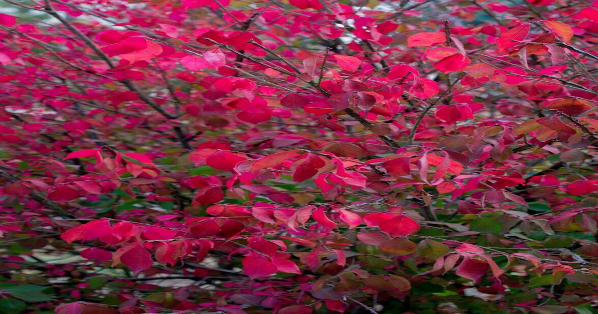 Shrubs for yearround interest