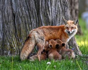 Backyard burrows: Fox family creates home in Lincoln couple's yard